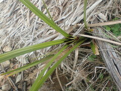 Cyperus ustulatus