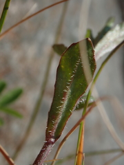 Wahlenbergia rupestris