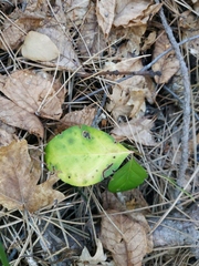 Euonymus latifolius