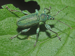 Phyllobius arborator