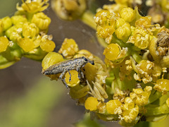 Lixus brevirostris