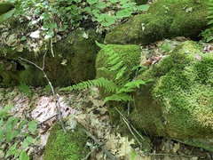 Cystopteris bulbifera