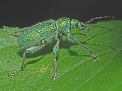 Phyllobius arborator