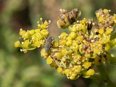 Lixus brevirostris