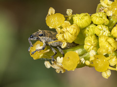 Lixus brevirostris