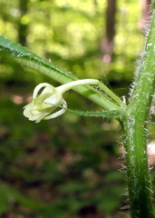 Hybanthus concolor