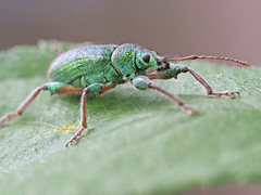 Phyllobius arborator