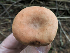 Lactarius affinis