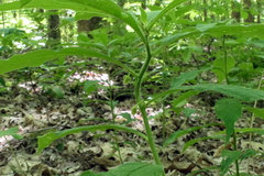 Hybanthus concolor