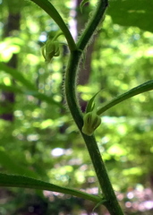 Hybanthus concolor