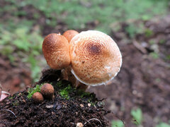 Lepiota magnispora