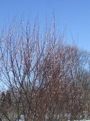 Salix acutifolia