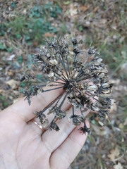 Silphiodaucus hispidus