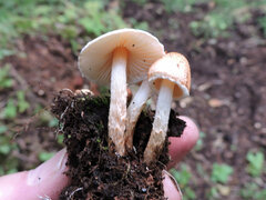 Lepiota magnispora