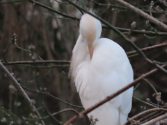 Bubulcus ibis