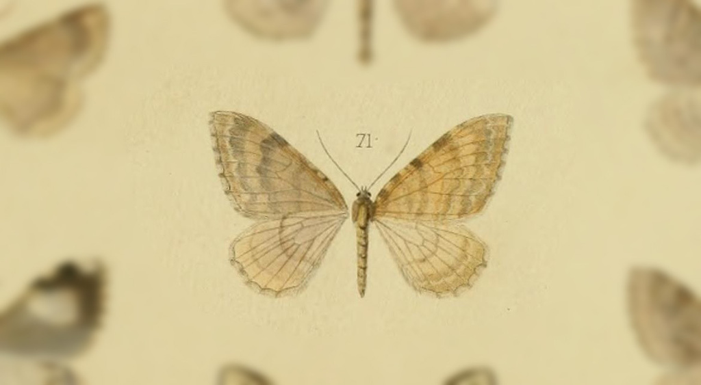 Triphosa seseraria