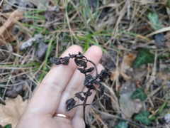 Silphiodaucus hispidus