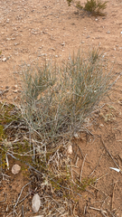 Ephedra nevadensis