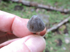 Mycena murina
