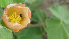 Lanthanomelissa parva