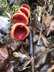 Sarcoscypha austriaca