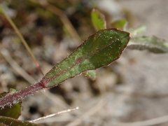 Wahlenbergia rupestris