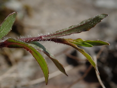 Wahlenbergia rupestris