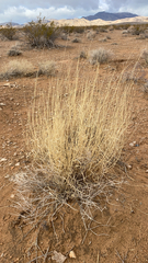 Hilaria rigida