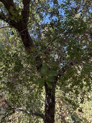 Quercus wislizeni
