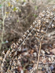 Perilla