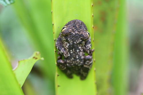 Oophagous Slender-legged Treefrog