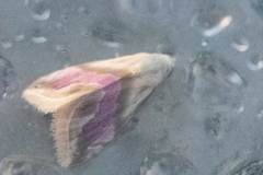 Eublemma cochylioides