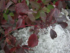Cornus sericea