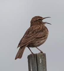 Certhilauda curvirostris brevirostris