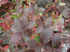 Cornus sericea