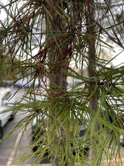 Pinus clausa