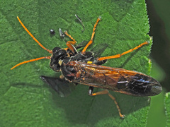 Tenthredo campestris