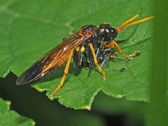 Tenthredo campestris