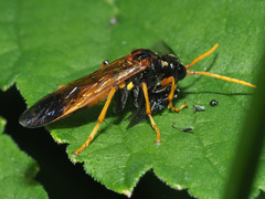 Tenthredo campestris