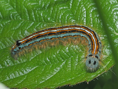 Malacosoma neustria
