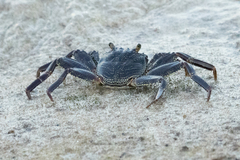 Grapsus tenuicrustatus