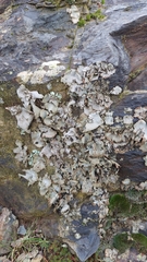 Umbilicariomycetidae