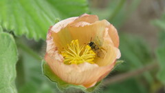 Lanthanomelissa parva