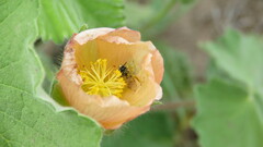 Lanthanomelissa parva