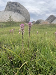 Castilleja lemmonii