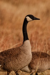 Branta canadensis