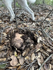 Lactarius argillaceifolius megacarpus