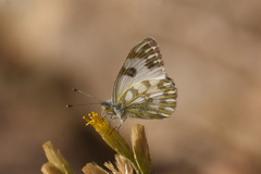 Pontia glauconome