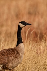 Branta canadensis