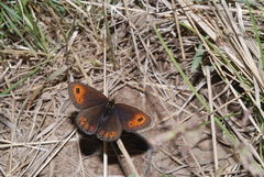 Erebia epipsodea